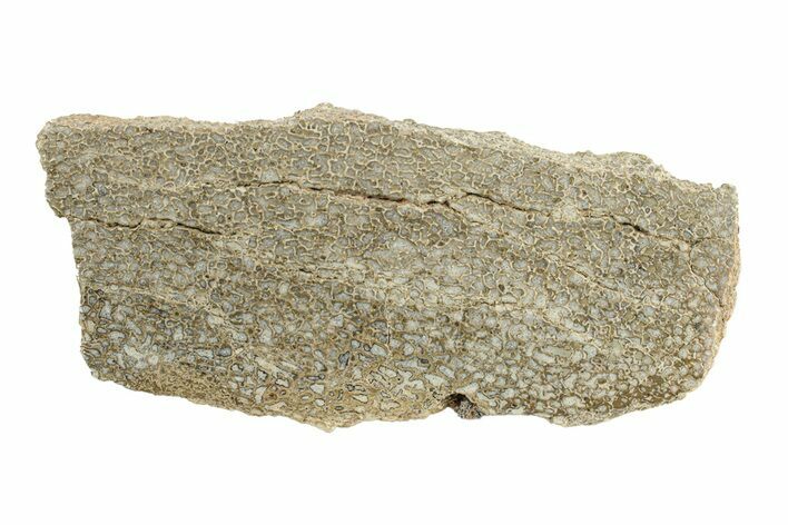 Polished Dinosaur Bone (Gembone) Slab - Morocco #271416